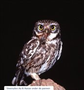 Steenuilen in Aa en Hunze