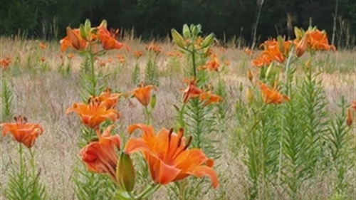 Lüneburger Heide - roggeleleis